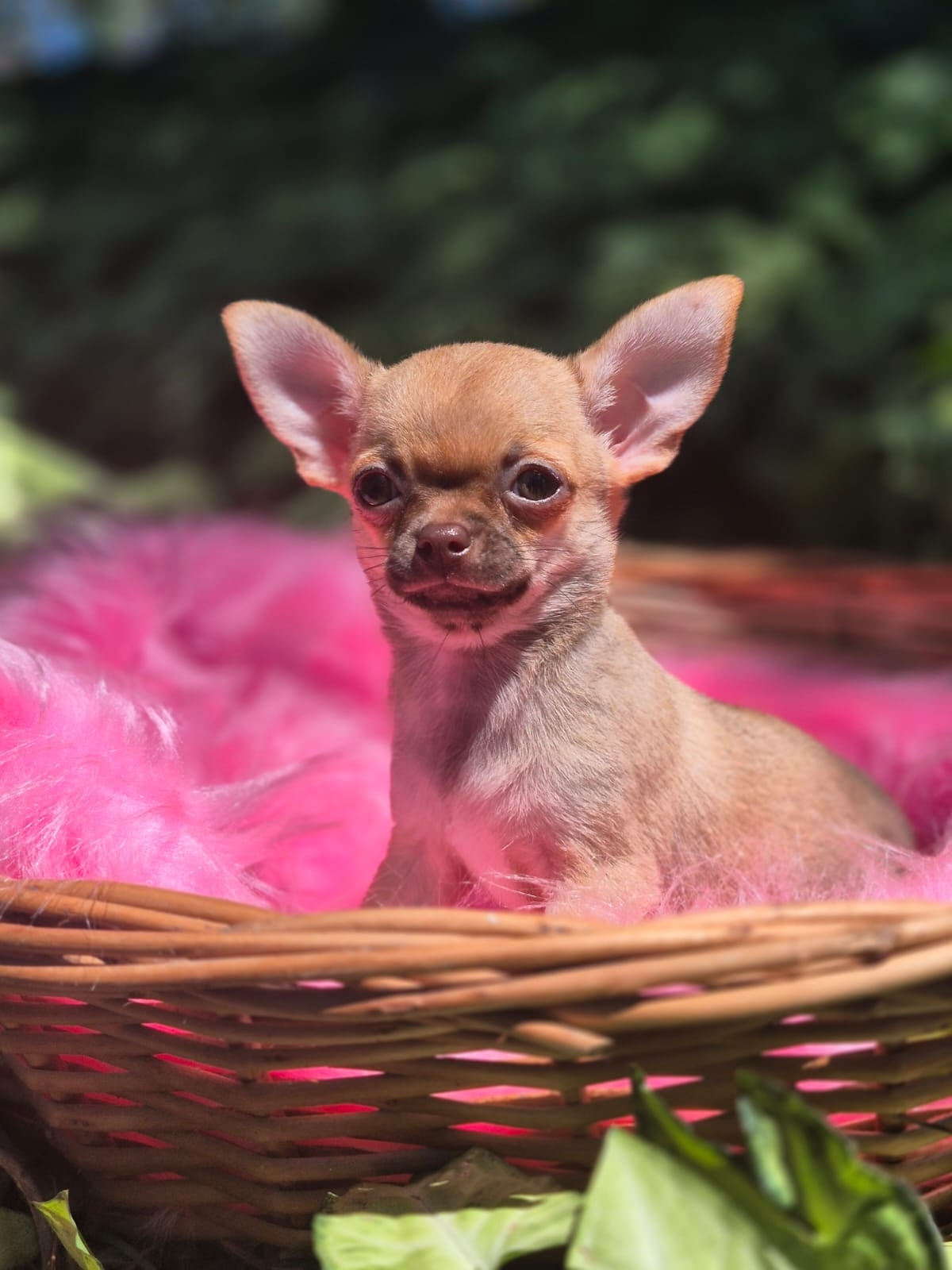 Chihuahua